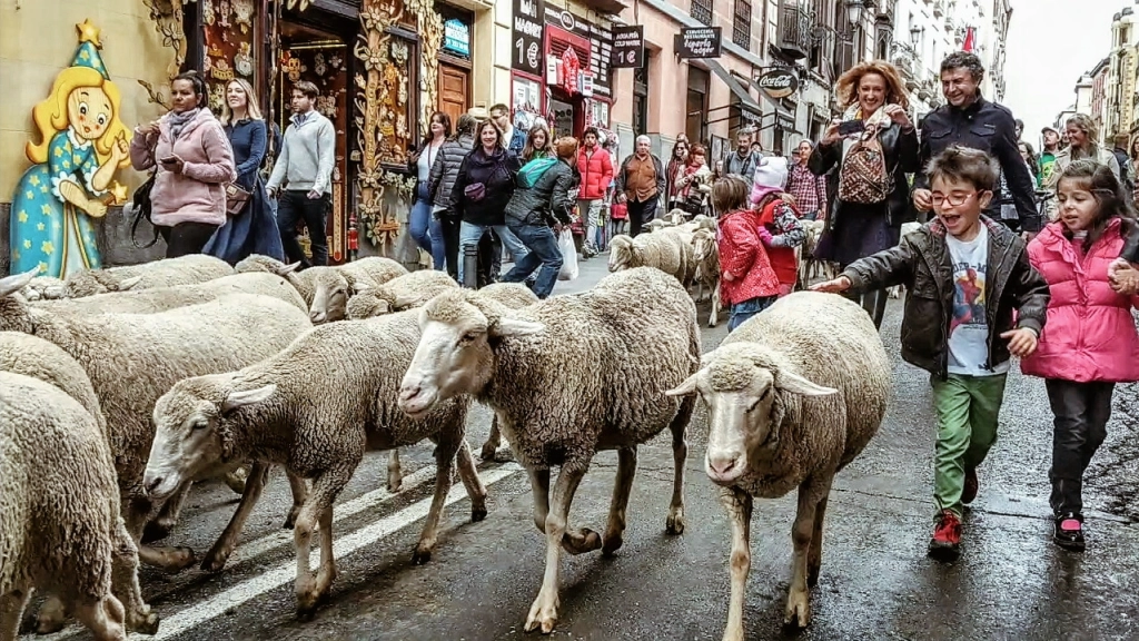 La Fiesta De La Trashumancia: An Annual Sheep Parade In Madrid